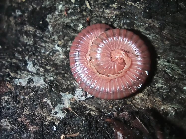 Wij Trigoniulus corallinus.