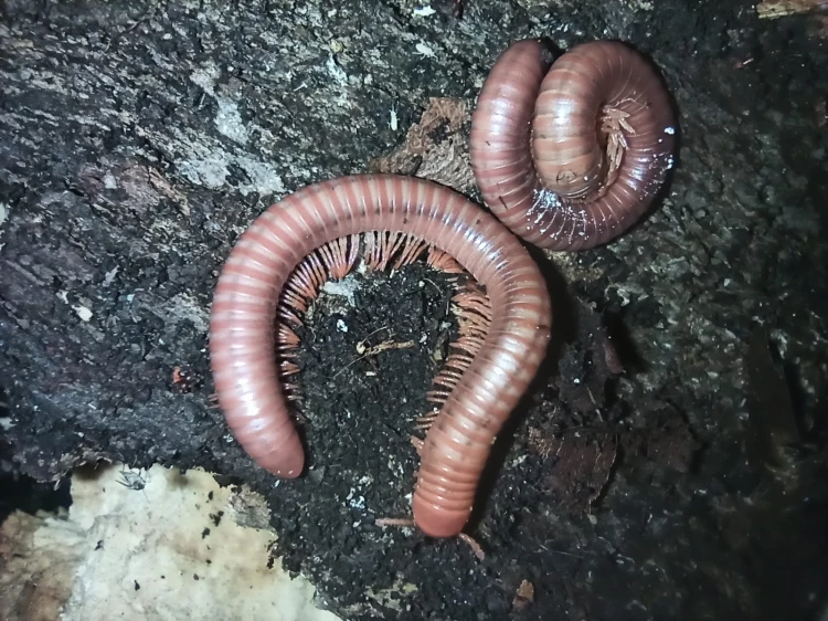 Wij Trigoniulus corallinus.