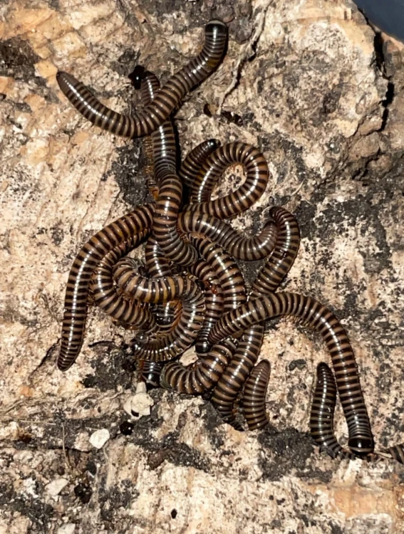 Wij benoitolus khao sok.