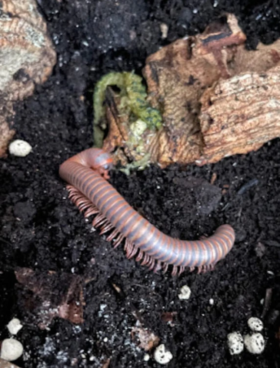 Wij spirobolus caudulanus.