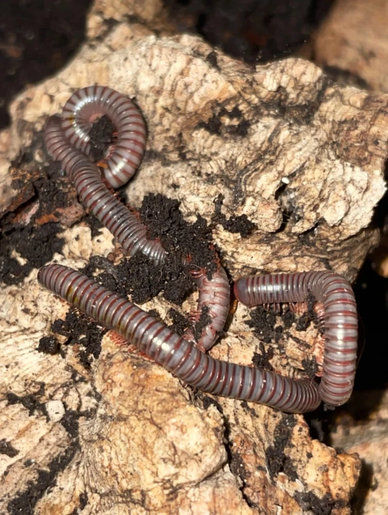 Wij spirobolus caudulanus.