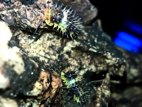 Isopod laureola white stripe spiky.