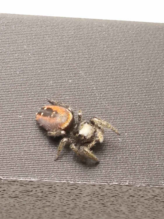 Pająk phidippus johnsoni.