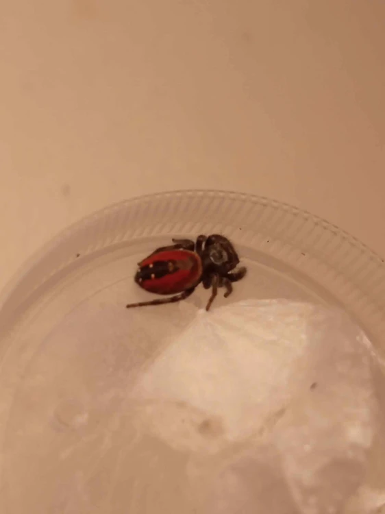 Pająk phidippus johnsoni.