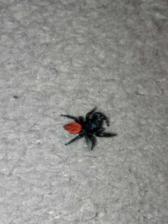 Pająk phidippus johnsoni.