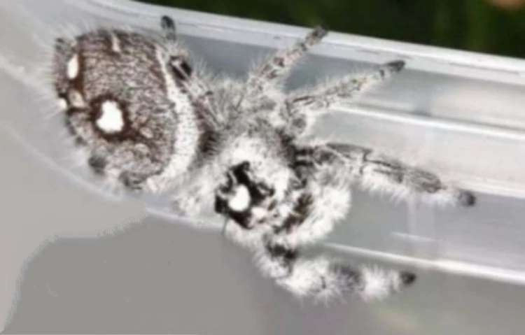 Pająk phidippus regius bahamas.