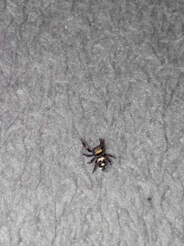 Pająk phidippus regius bahamas.