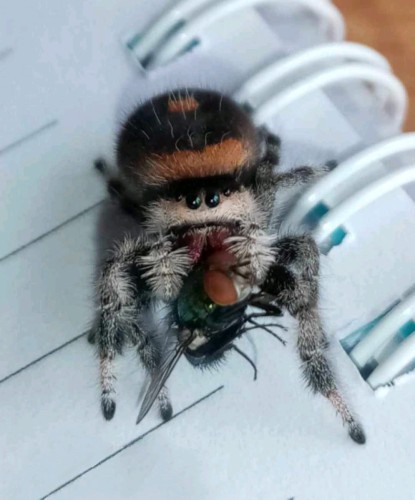Gros plan d'une araignée sauteuse Phidippus regius everglades au motif noir et orange mangeant une mouche sur du papier ligné.
