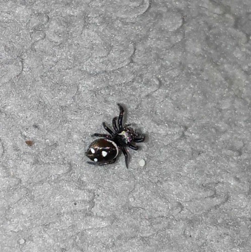 Small Phidippus regius everglades jumping spider with white spots on abdomen standing on gray textured surface.