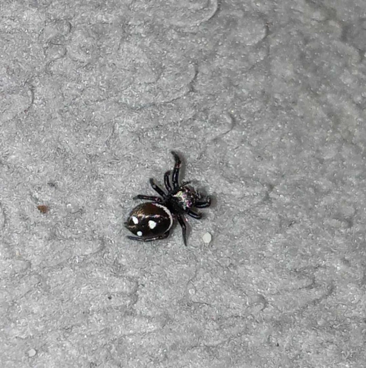 Petite araignée sauteuse Phidippus regius everglades avec taches blanches sur l'abdomen posée sur une surface grise texturée.