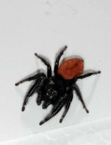 Pająk phidippus johnsoni.
