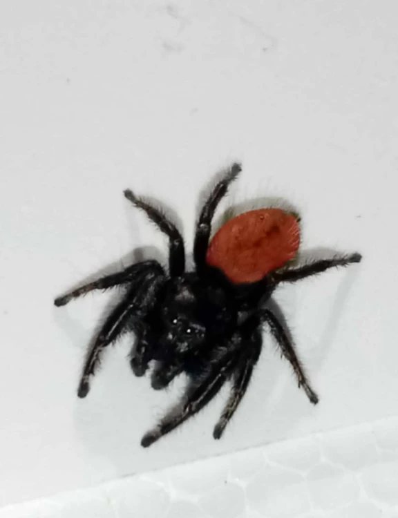 Pająk phidippus johnsoni.