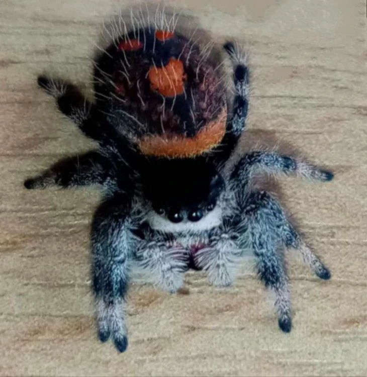Pająk phidippus regius soroa.