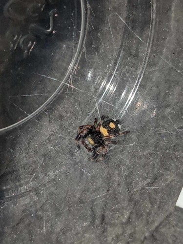 Pająk phidippus regius soroa.