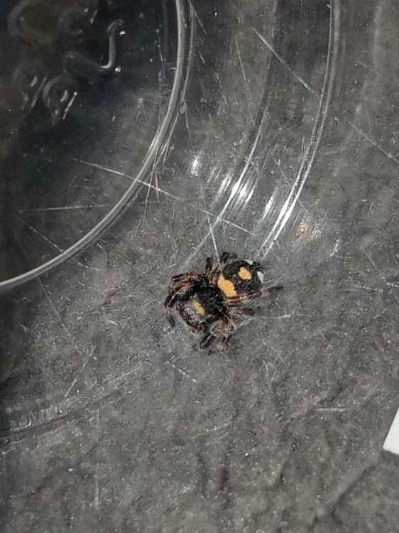 Pająk phidippus regius soroa.