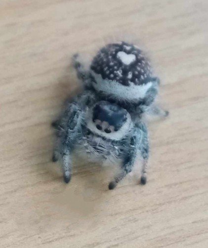 Pająk phidippus regius dos gardenas.