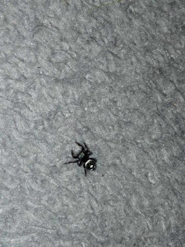 Pająk phidippus regius dos gardenas.