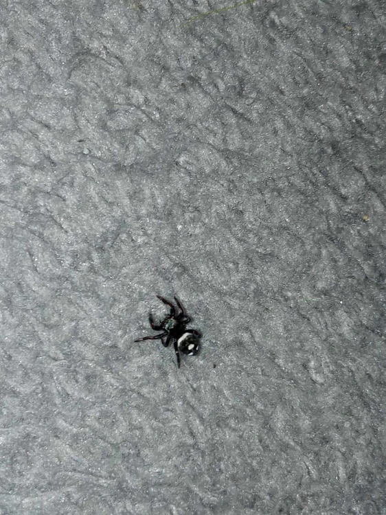 Pająk phidippus regius dos gardenas.