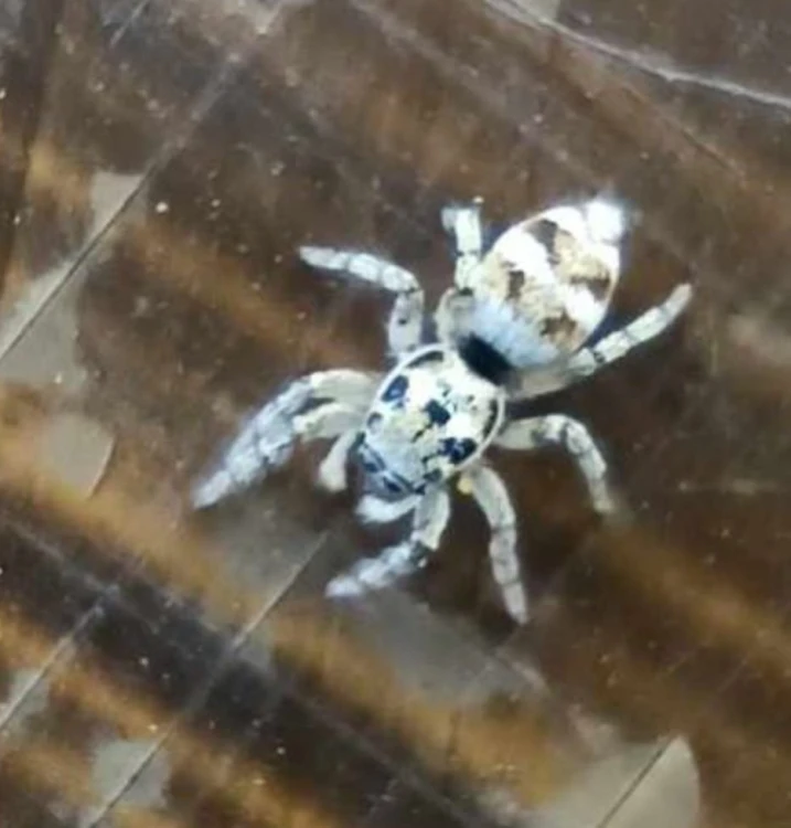 Pająk skakun arlekinowy.