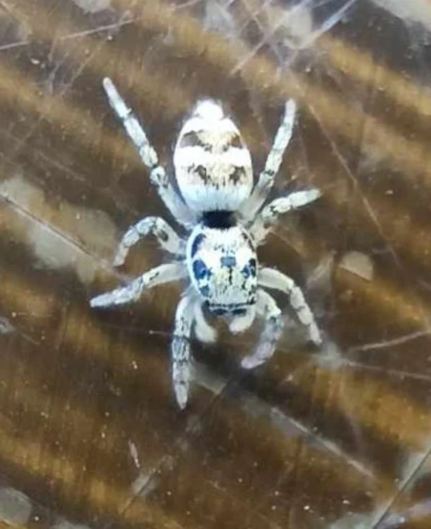 Pająk skakun arlekinowy