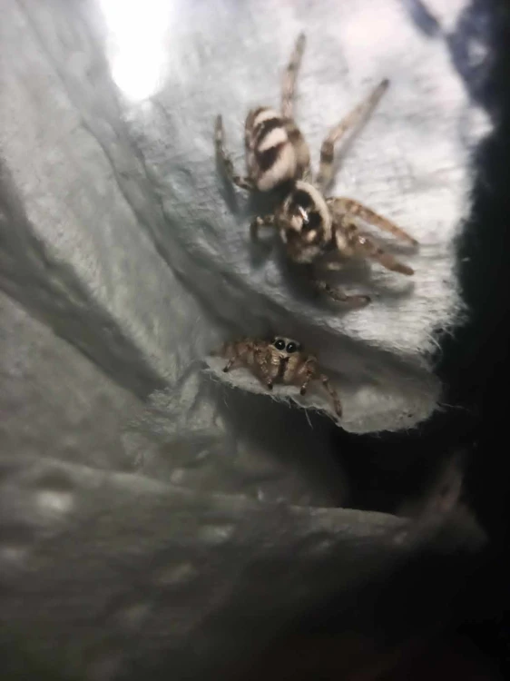 Pająk skakun arlekinowy