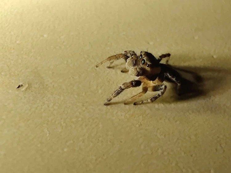 Pająk varcha falcata.