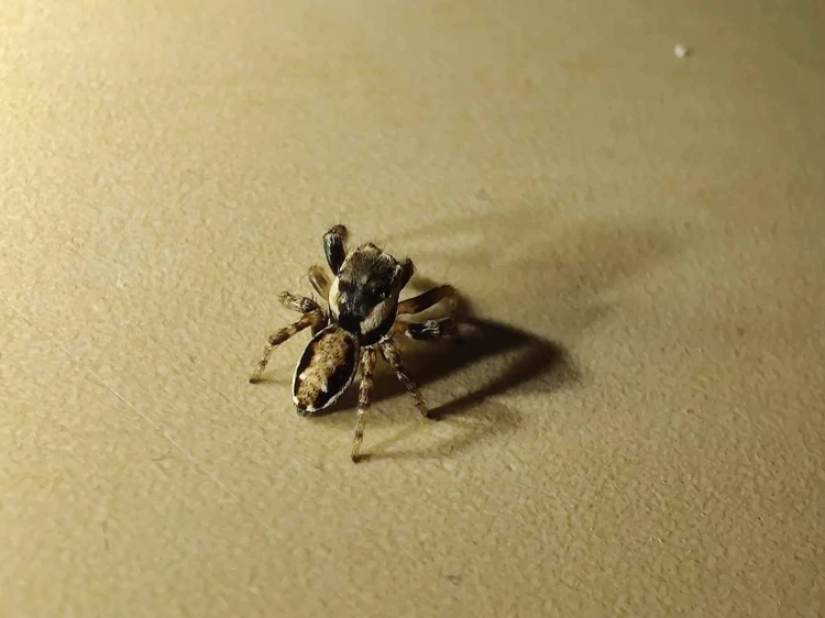 Pająk varcha falcata.