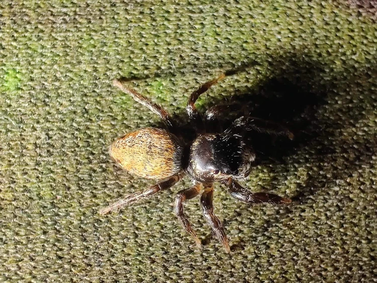 Pająk varcha falcata.