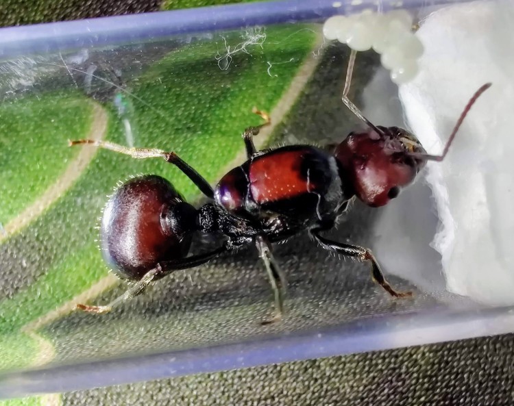 Mrówka messor cephalotes.