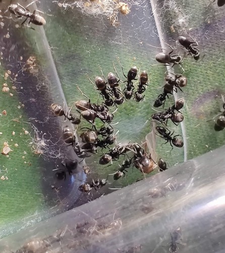 Mrówka tapinoma magnum.