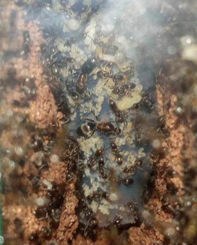 Mrówka linepithema humile.