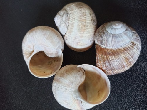 Muszle ślimaka ozdoba.