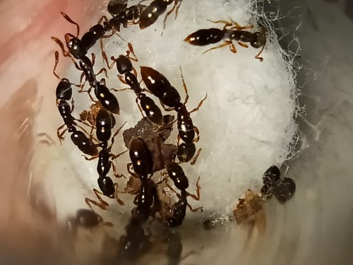 Mrówka ponera coractata.