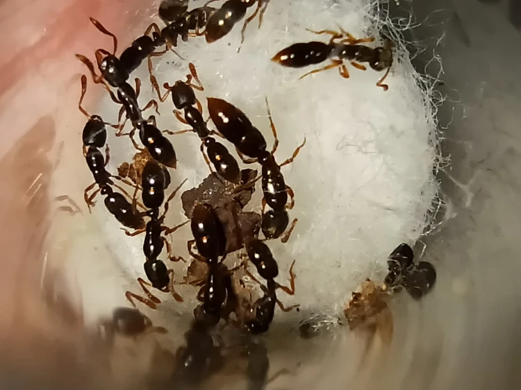 Mrówka ponera coractata.