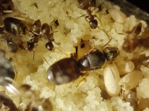 Reine Lasius neglectus avec des ouvrières et du couvain près du coton humide dans un tube à essai.