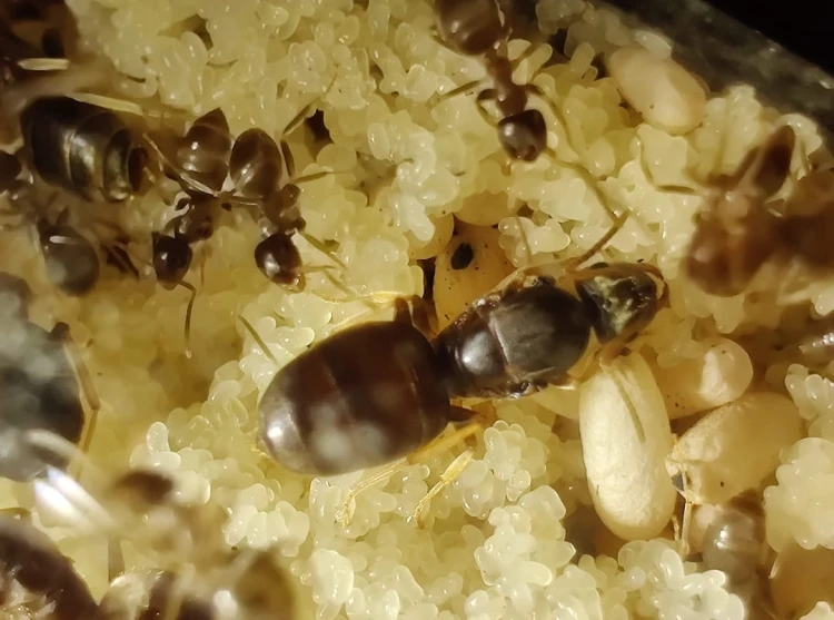 Reine Lasius neglectus avec des ouvrières et du couvain près du coton humide dans un tube à essai.