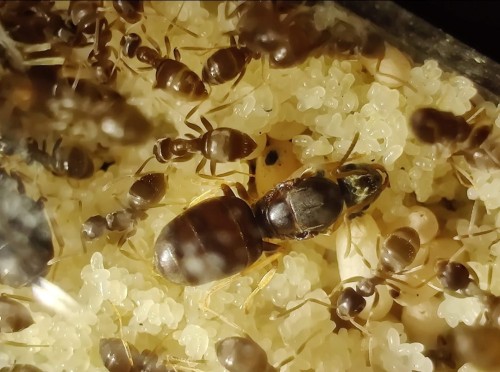 Reine et ouvrières Lasius neglectus avec des œufs près de la réserve d'eau du tube à essai.