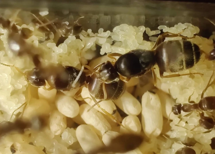 Groupe d'ouvrières et reine Lasius neglectus protégeant le couvain dans un tube à essai.
