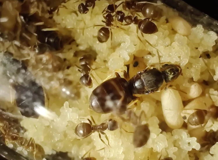 Reine fourmi Lasius neglectus avec ouvrières et couvain dans un nid