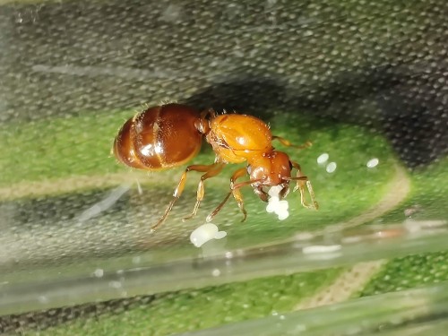 Mrówka crematogaster castanea.