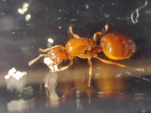 Mrówka crematogaster castanea.