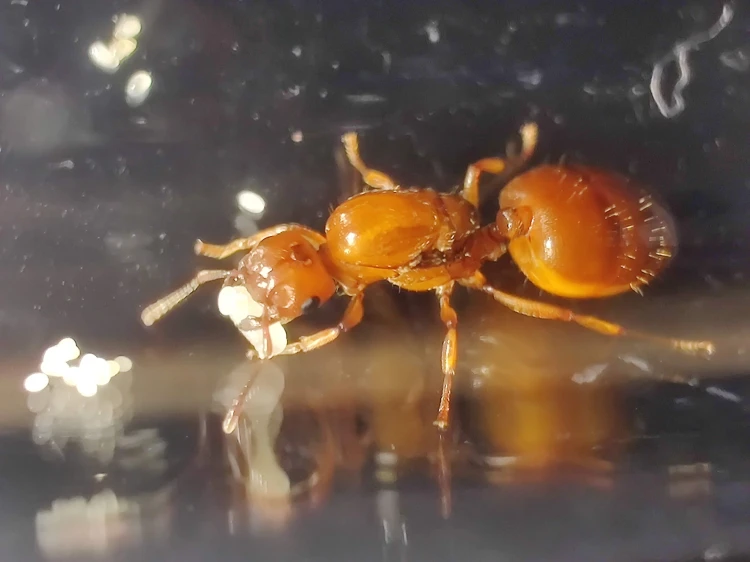 Mrówka crematogaster castanea.