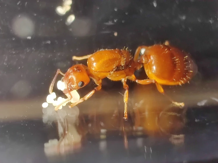 Mrówka crematogaster castanea.