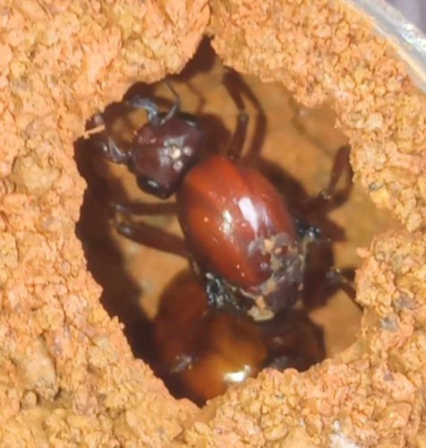 Mrówka carebara castanea.