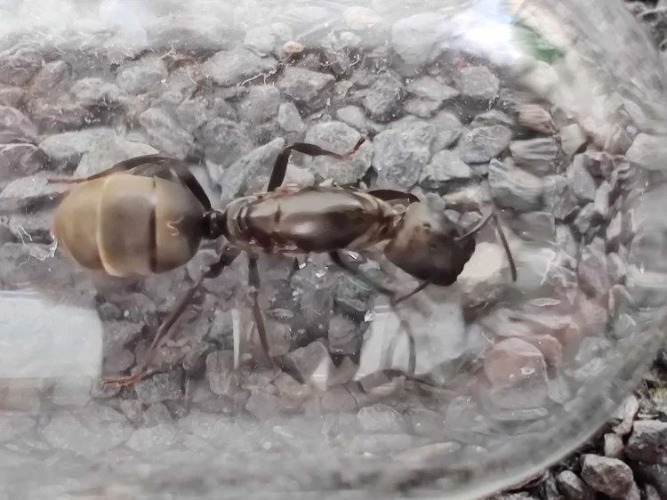 Mrówka colobopsis leonardi.