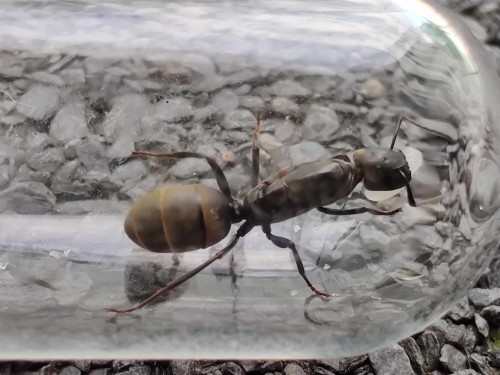 Mrówka colobopsis leonardi.