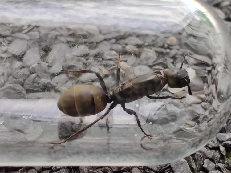 Mrówka colobopsis leonardi.