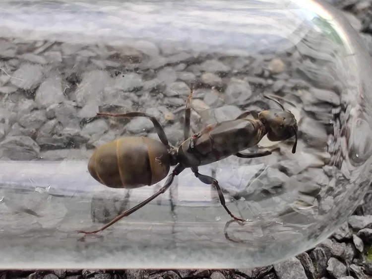 Mrówka colobopsis leonardi.