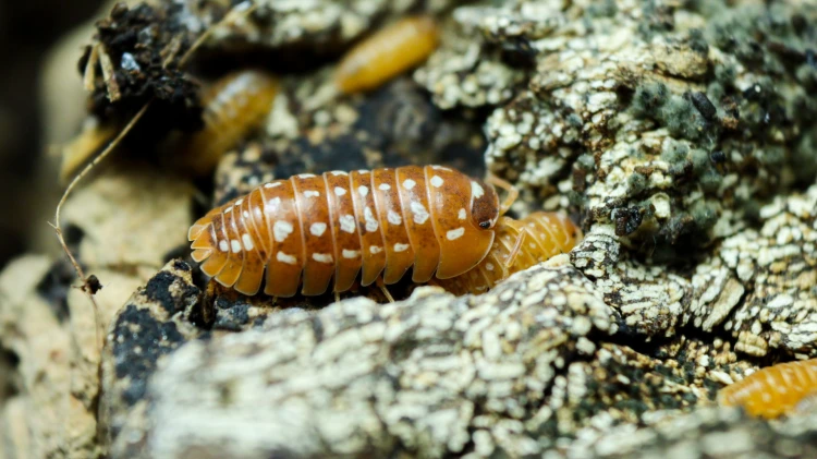 Armadillidium werneri _orange_.jpg