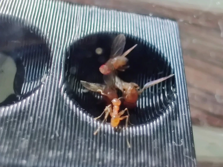 Gros plan d'une fourmi buvant de la nourriture liquide dans une mangeoire noire.